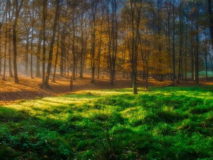 Green Transformation: Why Does Czechia Not Have a Plan?