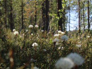 Restoring EU ecosystems: recommendations for the successful implementation of the proposed EU Nature Restoration Law