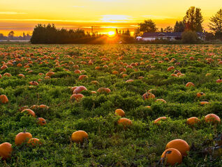 Sustainable food systems: Gaining ground globally, overlooked in Czechia?