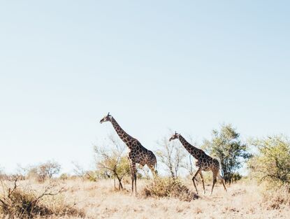 Vnější politika Evropské unie vůči Africe z perspektivy ČR