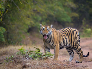Ochrana ohrožených druhů