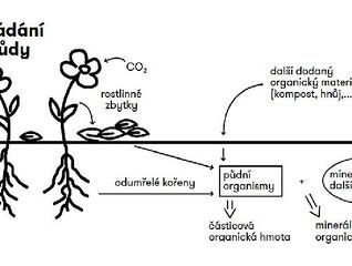 Sekvestrace uhlíku do půdy