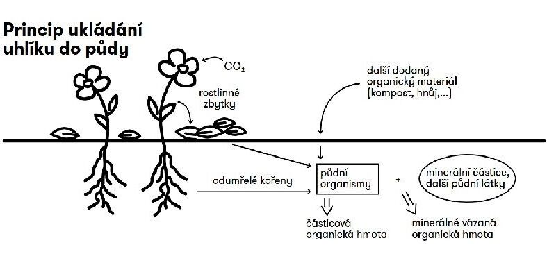 Sekvestrace uhlíku do půdy