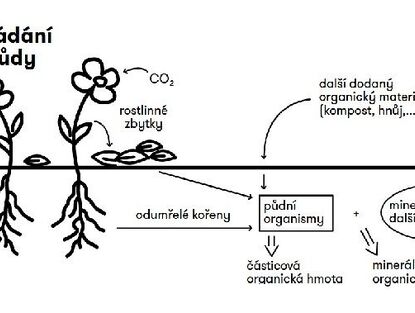 Sekvestrace uhlíku do půdy
