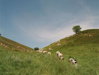 Země(dělství): Mizí úrodná vojvodinská pole