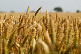 Půdní kontroverze aneb společná zemědělská politika EU